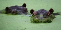 APTOPIX Colombia Hippos