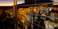Cows at farm.