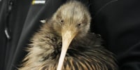 New Zealand Kiwi