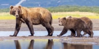 Image: Mother coastal brown bear with cubs in Alaska