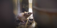 A deer mouse.