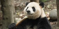 Ping Ping in Chengdu, China in May 2026.