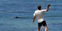 A man throwing a rock at a monk seal in Lahaina, Hawaii.
