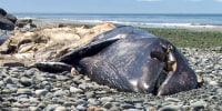 Gray whale washed ashore in Oak Harbor, WA