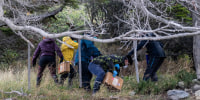 Argentina Hantavirus