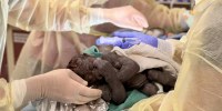 Three surgeons, one holding a newborn gorilla, in yellow surgical scrubs.