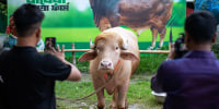 BANGLADESH-US-POLITICS-BUFFALO