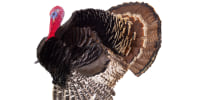 turkey isolated on white background