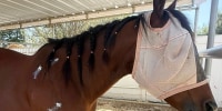 A horse stands in an outdoor barn with white ointment covering three wounds and a wrap covering its face