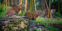 Sumatran tiger cubs 