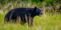 An American black bear (Ursus americanus) is walking through.