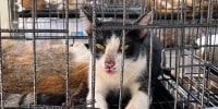 One of hundreds of cats seized by police in Ho Chi Minh City.