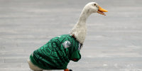 Merlin the Duck, dressed in a Mexico national team jersey on June 16, 2026 in Mexico City.