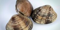 Manila Clam