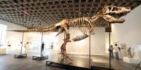 "Gus," a mounted Tyrannosaurus Rex skeleton