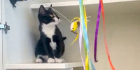 A man grabbed a kitten from the adoption area of a Maryland pet store, then allegedly tried to use her to rob a nearby bank.