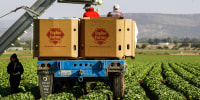 Workers pack lettuces at a Taylor Farms field in the town of Doctor Mora, on the central state of Guanajuato,  Mexico, on March 26, 2008. 