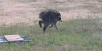 A raccoon with a hunchback scampers across the grass