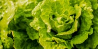 Iceberg lettuce growing in the field.