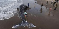 San Francisco, United States. 23rd Apr, 2026. Beachgoers stop to look at a dead California gray whale that washed ashore at Ocean Beach in San Francisco on April 23, 2026. The marine mammal's beaching drew crowds of onlookers to the shoreline as waves con