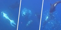 Orca ‘ram-to-fragment’ foraging strategy on sharp-tail sunfish (Masturus lanceolatus).