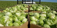 Iceberg Lettuce Boxed and Loaded on Truck