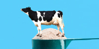 Dairy cow standing in scoop of whey protein 