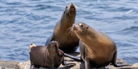 Image: Sea lions at Boomer Beach in La Jolla, California.