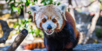 Red panda Ruby at the Santa Barbara Zoo in California.
