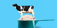 Cow standing in whey protein