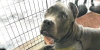 A dog, Cane Corso breed, sits inside of a cage, with a yellowish color appearing on it's front leg with stitches going across, looks up towards the camera