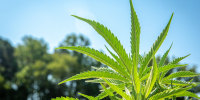 Image: Industrial Hemp (Cannabis sativa) growing commercially on the eastern shore of Maryland
