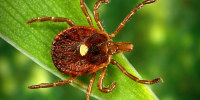 Lone Star Tick