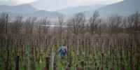 A farmworker works in the vineyards on a farm in South Africa.