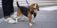 Bailey is a gene-edited hypoallergenic beagle.