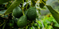 Image: Close-up of avocados on a farm