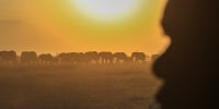 Kenya Dead Elephants