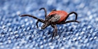 close up of a crawling deer tick on a blue jeans, dangerous parasite on clothing after a walk in nature in spring