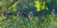 Image: A gif of aerial video showing Russian soldiers walking through a field with their hands on their heads.