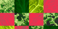 Photo illustration of a grid with different images of lettuce.