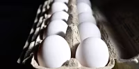 A resurgence of avian flu, which first struck the United States in 2022, is hitting chicken farms hard, sending egg prices soaring and rattling consumers accustomed to buying this dietary staple for only a few dollars. 