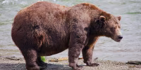 Large brown bear stands near a river.