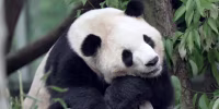 Fu Shuang in Chengdu, China in May 2026.