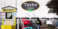 Cyclosporiasis Outbreak Traced To Iceberg Lettuce From Produce Giant Taylor Farms