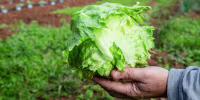 Man's hand holding iceberg lettuce outside on a farm