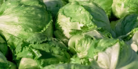 Closeup of Harvested Iceberg Lettuce Heads.
