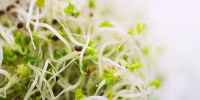 Alfalfa sprouts, close-up