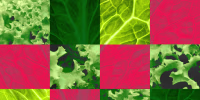 Photo illustration of a grid with different images of lettuce.