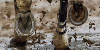 A horse runs through some mud.