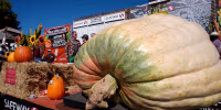 Vea la inmensa calabaza de más de 2,300 libras que ganó un concurso